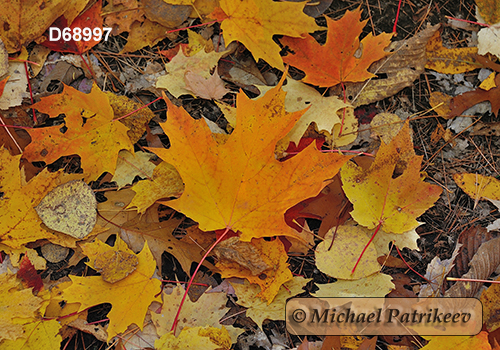 Sugar Maple (Acer saccharum)